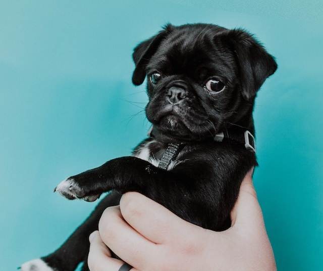 pug puppy after giving birth