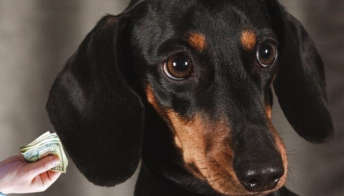 How Much Does a Miniature Dachshund Cost?