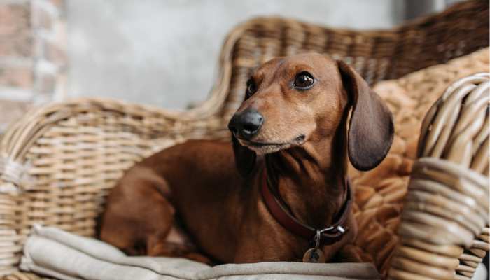 How much does a dachshund cost? 
