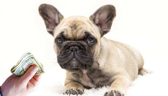 How Much Does a French Bulldog Cost