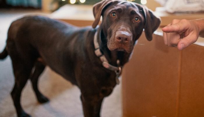 How to Potty Train A Lab Puppy Potty Training Indoors and Out