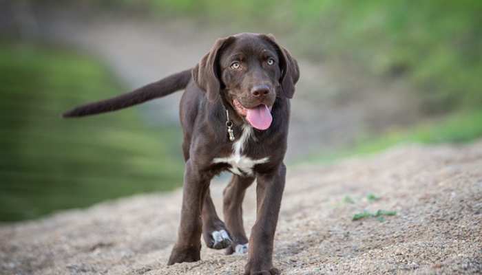 running Labrador puppy
