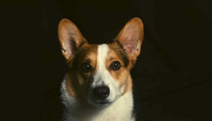 What Impacts the Cost of a Corgi?