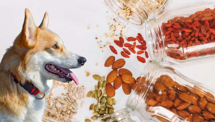 Ingredients to Avoid For a Dog With Stomach Sensitivity