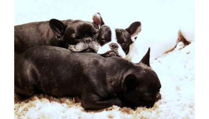 What Impacts the Price of a French Bulldog? Bloodline