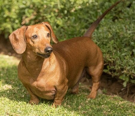 Why Is My Dachshund Overweight?