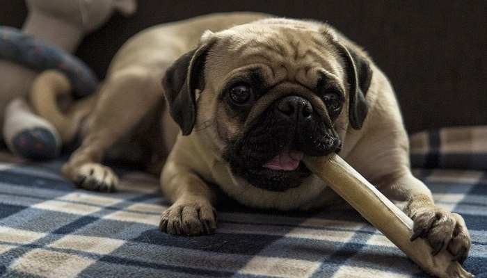 What Bones Can I Feed My Dog? Bully sticks