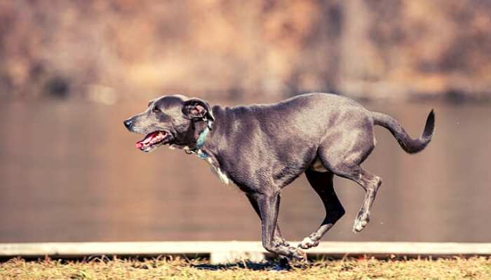 How Fast Can a Labrador Run
