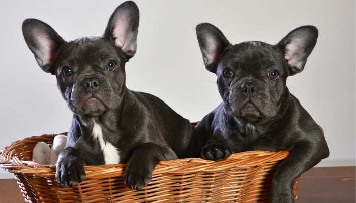 What Impacts the Price of a French Bulldog?