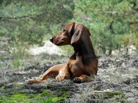 Underweight looking dachsund brown-colored dog