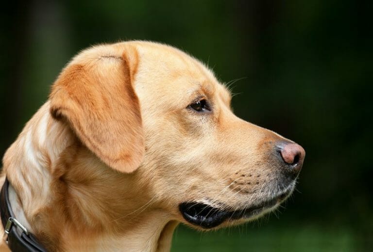 How Much Does A Labrador Weigh - Dog Nerdz