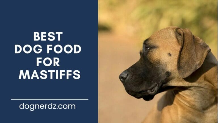 Best Dog Food For Mastiffs in 2024
