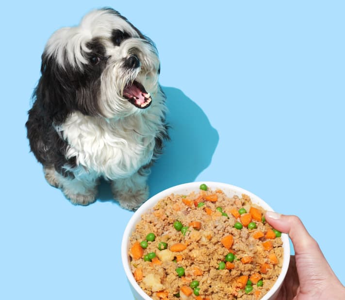 dog bowl with pet plate dog food