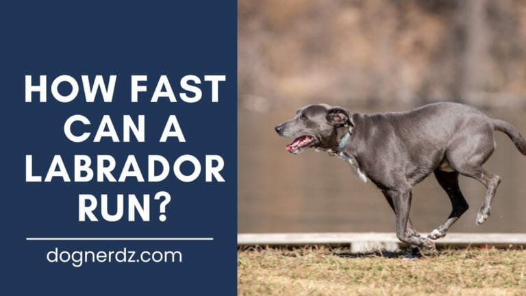 How Fast Can a Labrador Run?