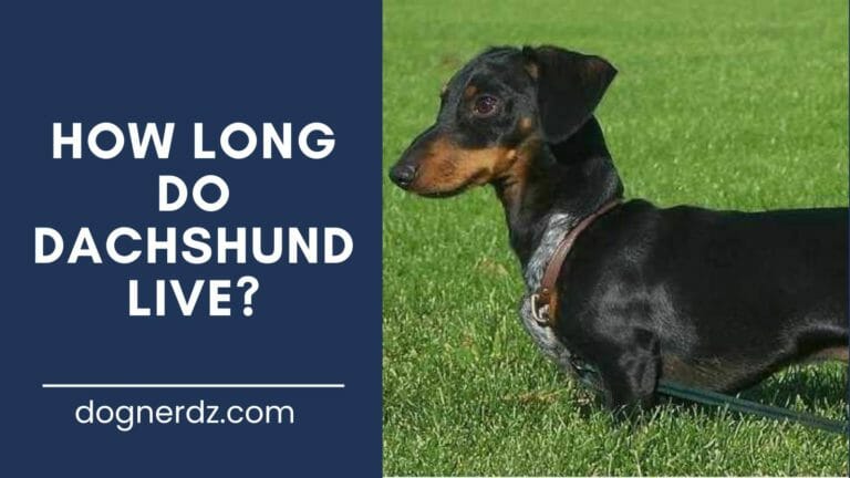 How Long Do Dachshunds Live?