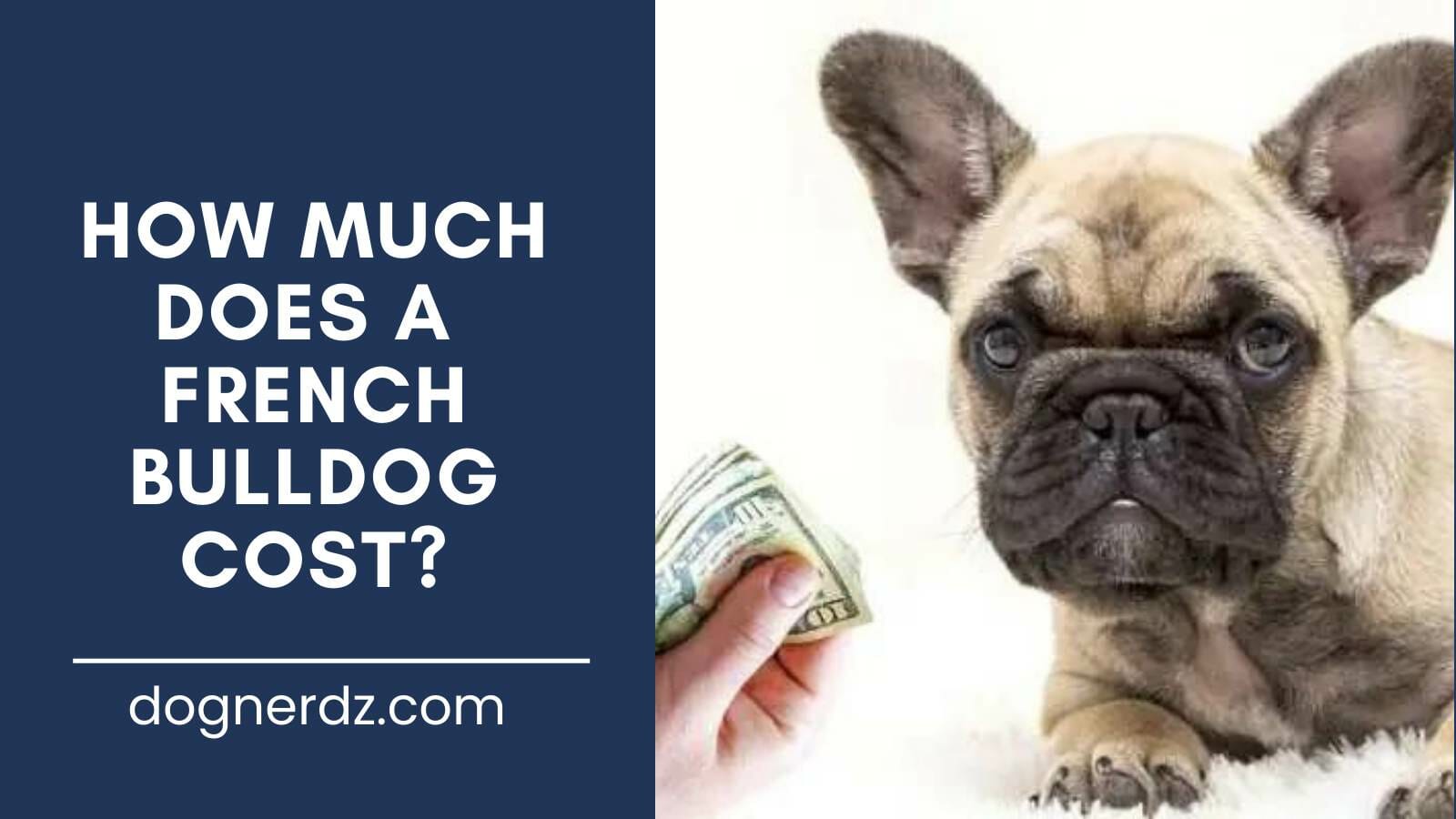 guide on how much does a french bulldog cost