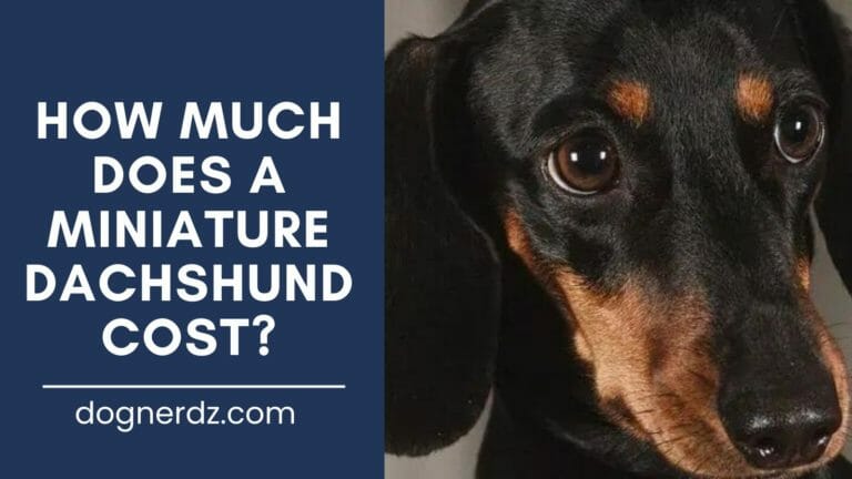 How Much Does a Miniature Dachshund Cost?