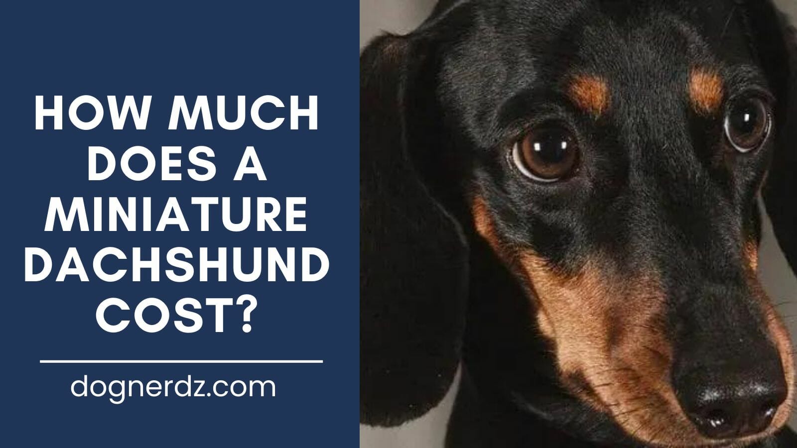 review of how much does a miniature dachshund cost