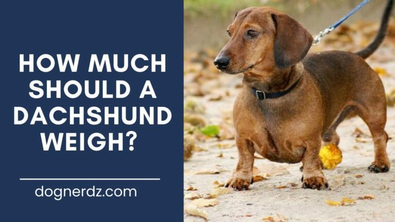 review on how much should a dachshund weigh