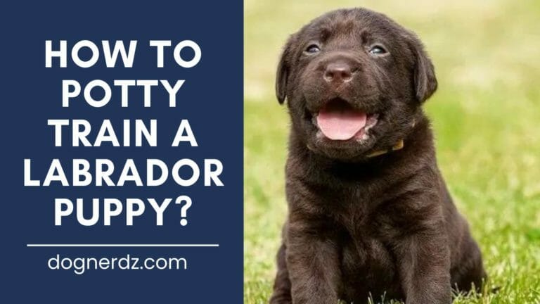 How to Potty Train a Labrador Puppy?