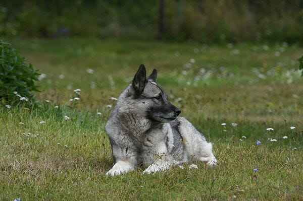 Norwegian Elkhound - One of the 18 Most Masculine Dog Breeds