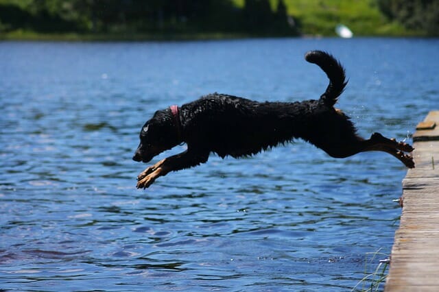 Beauceron - One of the 18 Most Masculine Dog Breeds 