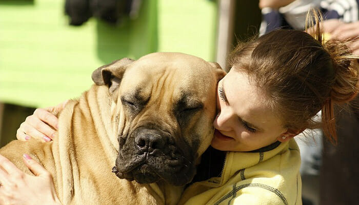 love and affection for mastiff dog