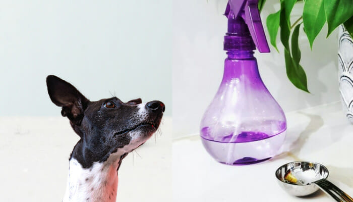 10 Smells Dogs Hate