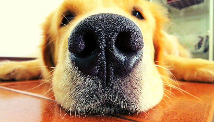 What Smells Do Dogs Hate?