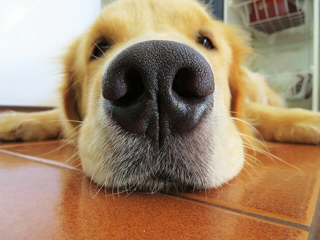 What Gives A Dog’s Nose Its Black Color?