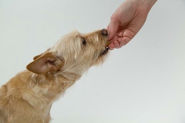 feeding a dog with fixed amount of food