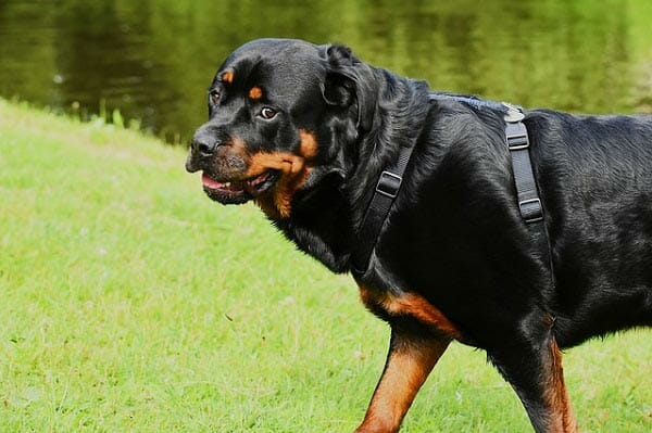 Rottweiler - One of the 18 Most Masculine Dog Breeds 
