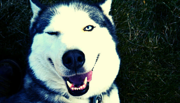 Why Do Dogs Wink?