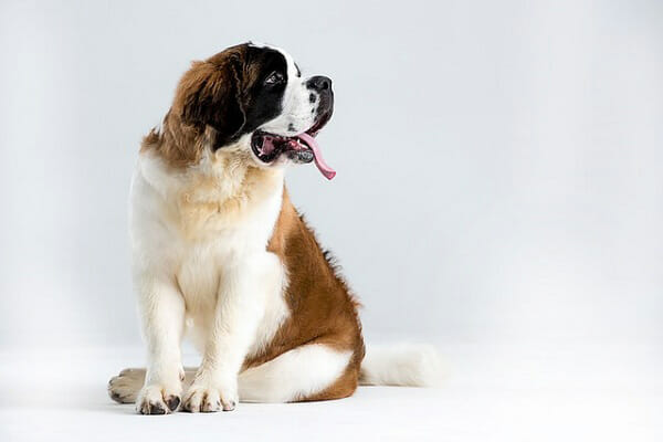 St. Bernard - One of the 18 Most Masculine Dog Breeds 