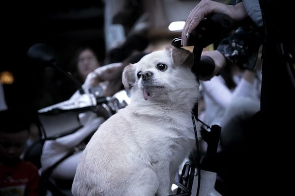 package options include dog haircut in a dog salon