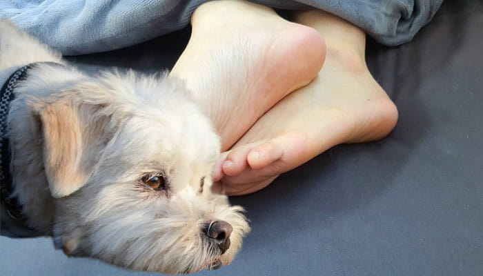 Reasons Why Dogs Lay On Your Feet