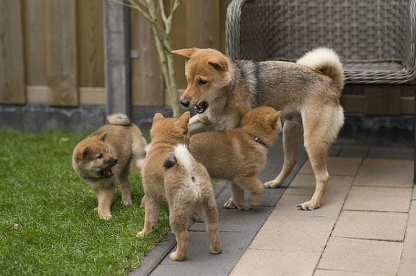Shiba Inu - One of the 18 Most Masculine Dog Breeds 