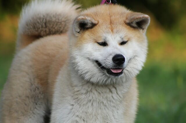 Akita Inu - One of the 18 Most Masculine Dog Breeds
