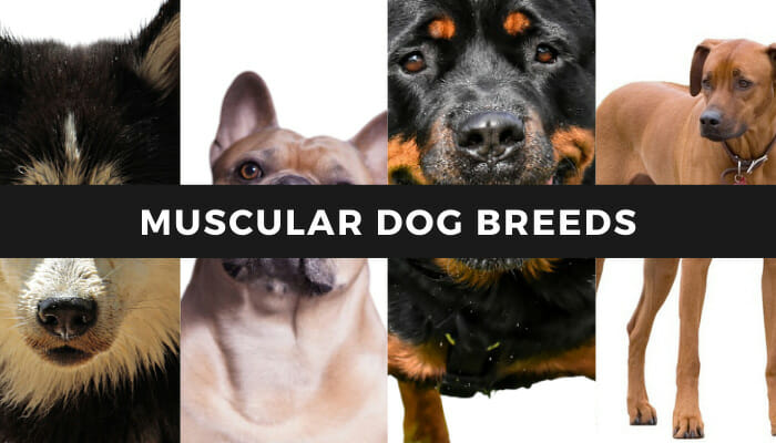 Muscular Dog Breeds