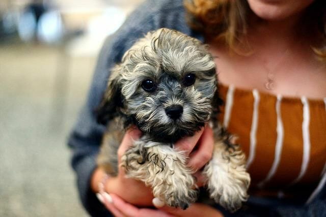 adorable puppy bought from hoobly classifieds