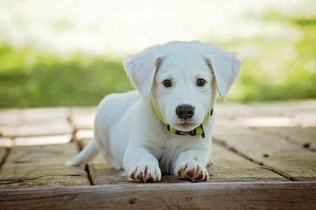 adorable puppy selling at mypetzilla
