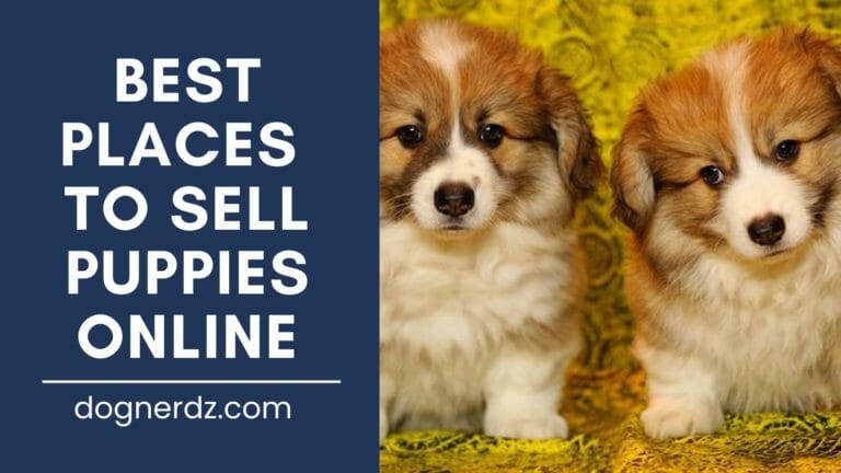 10 Best Places to Sell Puppies Online in 2022