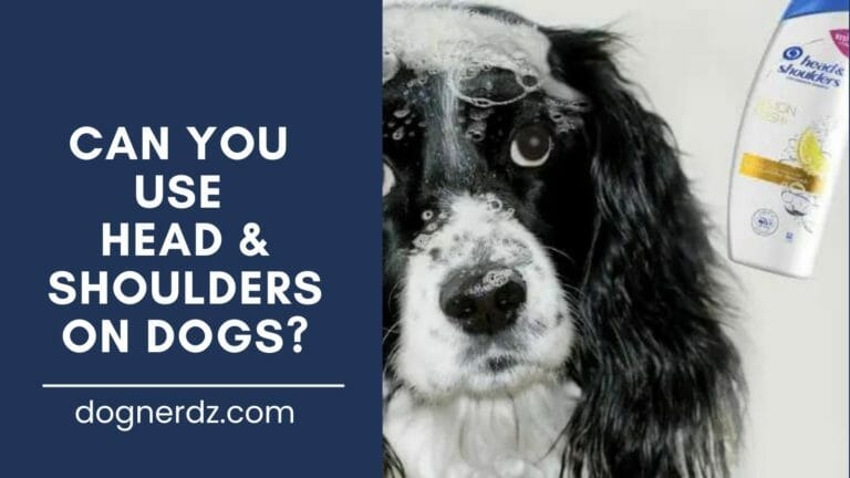 guide if we can you use head & shoulders on dogs