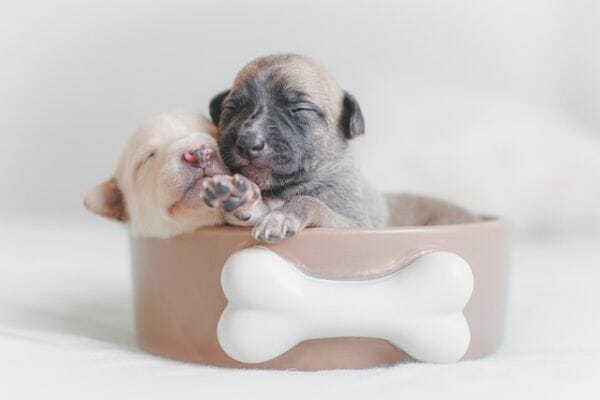 cute puppies sleeping together