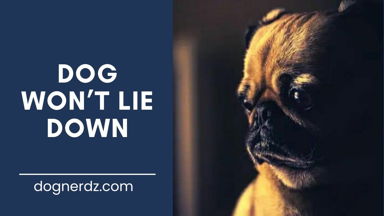 guide on why your dog won’t lie down