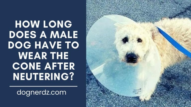 How Long Does a Male Dog Have to Wear the Cone After Neutering?