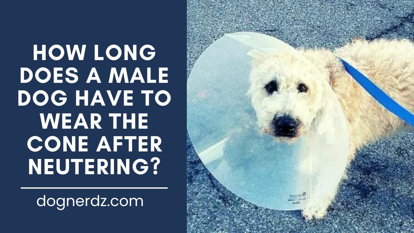 guide on how long does a male dog have to wear the cone after neutering