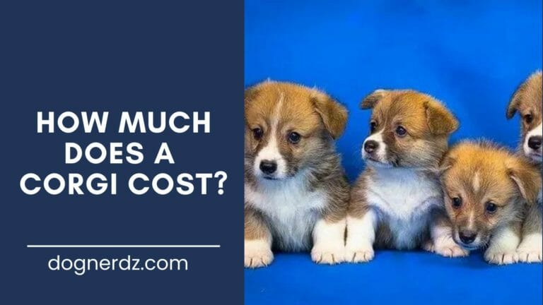 guide on how much does a corgi cost