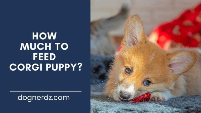 guide on how much to feed corgi puppy