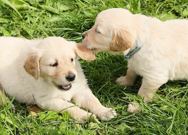 playing puppies posted in puppyfind in a growing grass